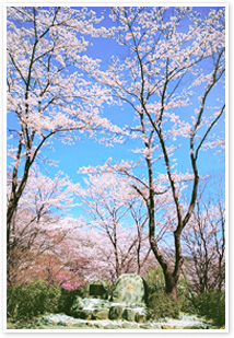 写真　年ごとに花咲く創価大学の「周桜」