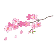 桜4