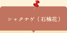 座談会チラシ　シャクナゲ（石楠花）