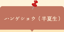 座談会チラシ ハンゲショウ（半夏生）