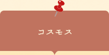 座談会チラシ　コスモス