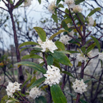 花21