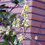 花20