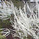 花19