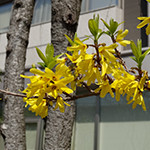 花18