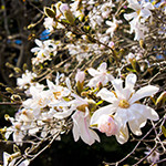 花16
