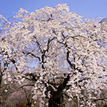 花14