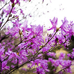 花11