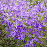 花10