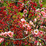 花9