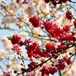 花8