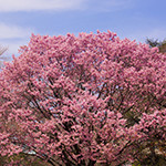 花7