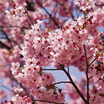 花6