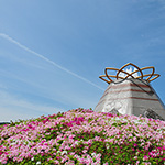 花3