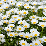 花2