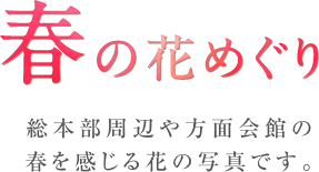 春の花めぐり 総本部周辺や方面会館の春を感じる花の写真です。