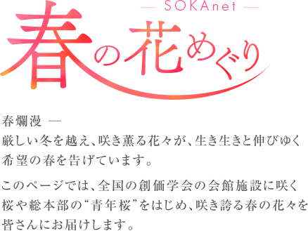 SOKAnet 春の花巡り 春爛漫— 厳しい冬を越え、咲き薫る花々が、生き生きと伸びゆく希望の春を告げています。このページでは、全国の創価学会の会館施設に咲く桜や総本部の“青年桜”をはじめ、咲き誇る春の花々を皆さんにお届けします。