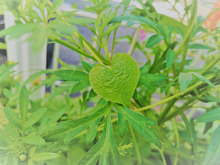 投稿